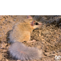 گونه سنجابک درختی Forest Dormouse 